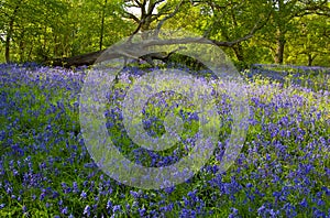 English Bluebell wood
