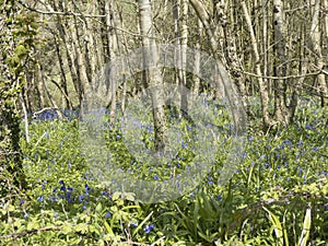 English Bluebell wood in springtime