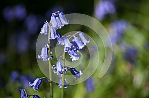 English Bluebells and bokeh background.