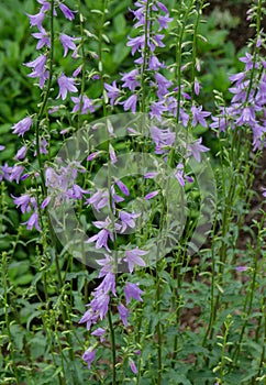 English Bluebells - Hyacinthoides non-scripta