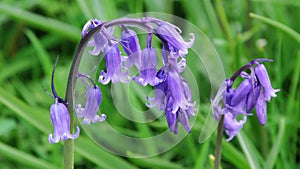 English Bluebells - Hyacinthoides non-scripta