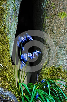 English Bluebells ( Hyacinthoides non-scripta ) photo