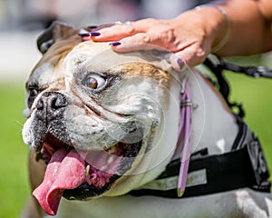English or British Bulldog being stroked by a female hand. face portrait