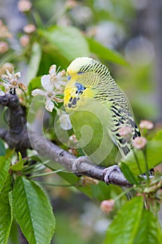 English Budgie