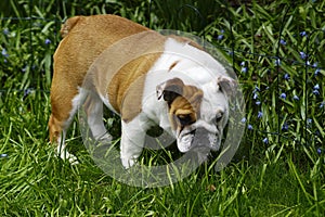 English Bull Dog Puppy