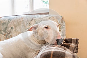 English Bull terrier