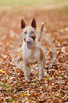 English bull terrier