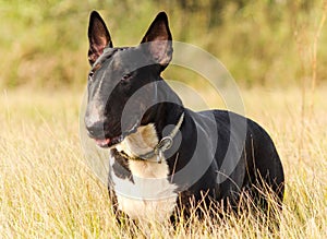 English Bull Terrier black and brindle with white