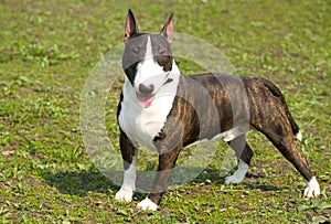 English bull terrier