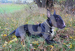 English Bull Terrier Male Gaston restin in a meadow