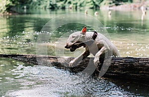 English bull terrier plays in the water in a mountain
