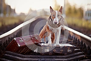 English bull terrier on rails with suitcases.