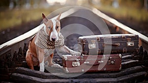 English bull terrier on rails with suitcases.