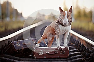 English bull terrier on rails with suitcases.