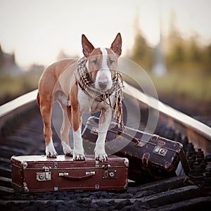 English bull terrier on rails with suitcases.