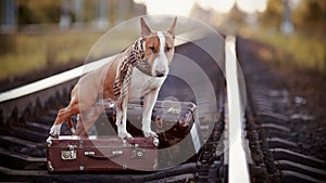 English bull terrier on rails with suitcases.