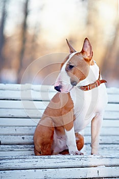 The red bull terrier sits on a bench.