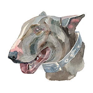 The english bull terrier watercolor hand painted