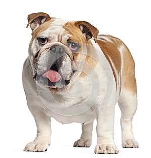 English Bulldog, 11 months old, standing