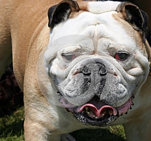 English Bulldog