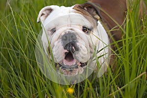 English bulldog