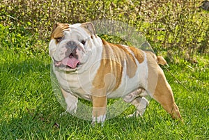 English bulldog