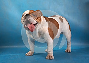 The English bulldog