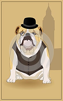 English Bulldog