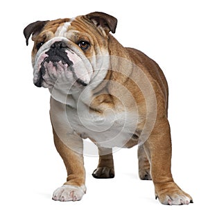 English Bulldog, 18 months old, standing