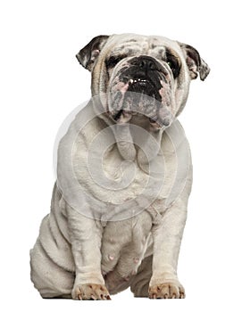 English Bulldog, 2 years old, sitting against white background