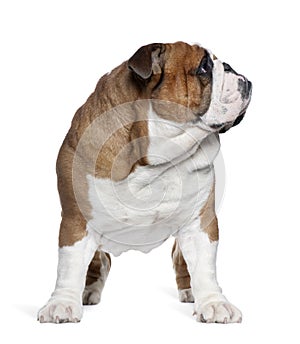 English Bulldog, 2 years old, standing