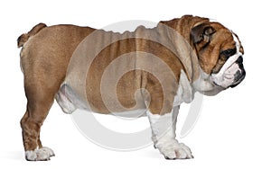 English Bulldog, 2 years old, standing