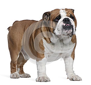 English Bulldog, 2 years old, standing photo