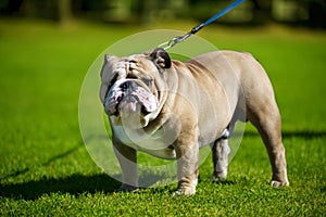 English Bulldog