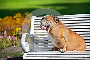 English Bulldog