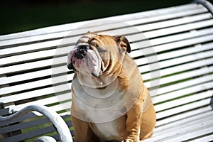 English Bulldog