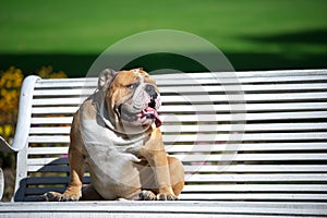 English Bulldog