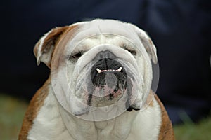 English Bulldog img