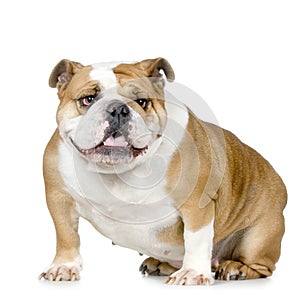 English Bulldog photo