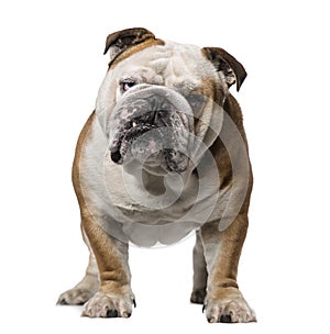 English Bulldog (3 years old)