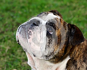 English Bulldog