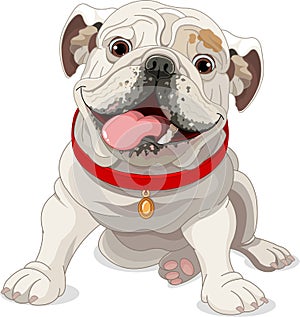 English bulldog