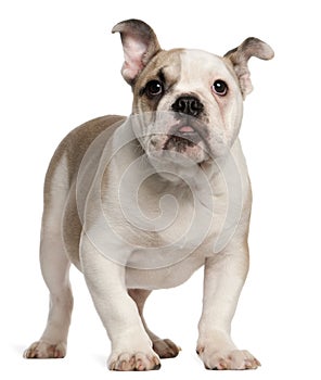 English bulldog, 4 months old, standing