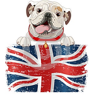 English Bulldog