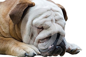 English Bulldog