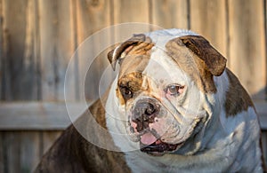 English Bulldog