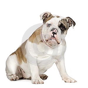 English Bulldog (5 months)