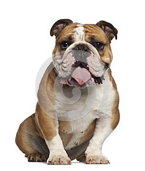 English Bulldog, 5 years old, sitting against white background