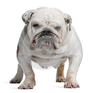 English Bulldog, 5 years old, standing