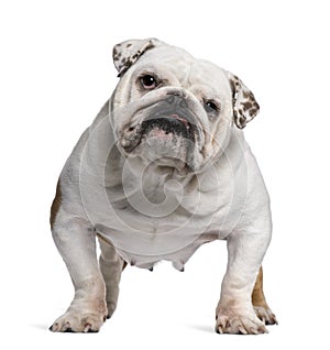 English Bulldog, 5 years old, standing